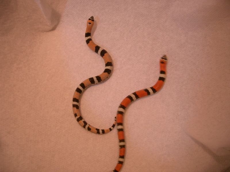 tri-color hognose