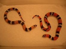 tri-color hognose
