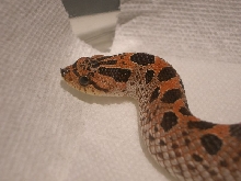 male red southern
