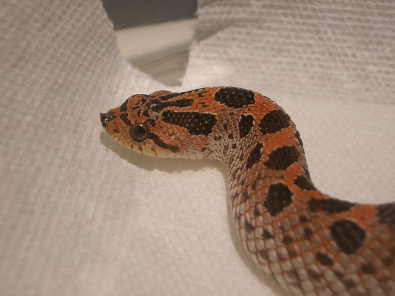 male red southern