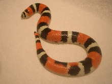light phase tri-color
