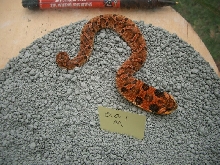 eastern hognose