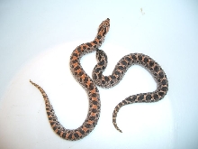 southern hognose