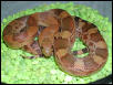 N. Mexican pine-neonate
