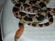 N. Mexican pine sub-adult