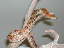 P. deppei jani.......light '04 female