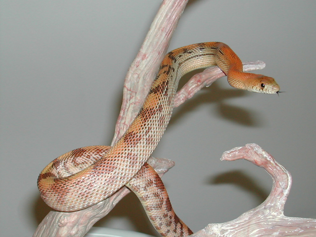 P. deppei jani.......light '04 female