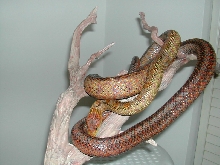 Baird's rat snake