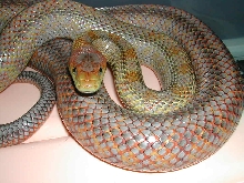 Baird's rat snake