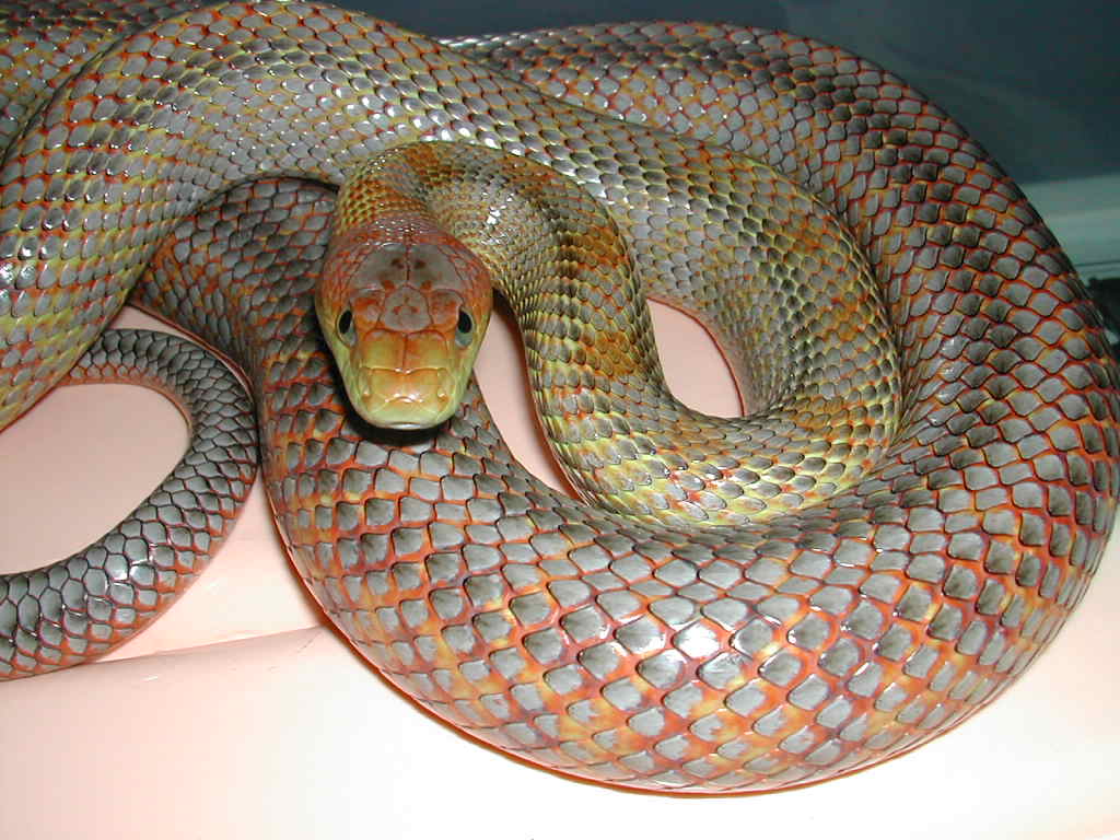 Baird's rat snake