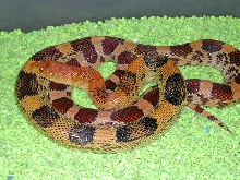 jani male at 2 years