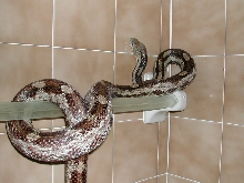 gulf hammock rat snake