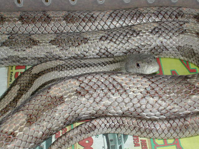 Gulf Hammock light male