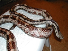 Gulf Hammock dark male
