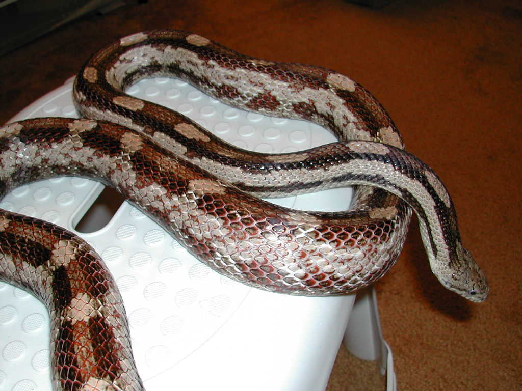 Gulf Hammock dark male