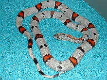 WC male-Loma Alta