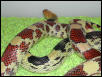 N. Mexican pine snake-female 1