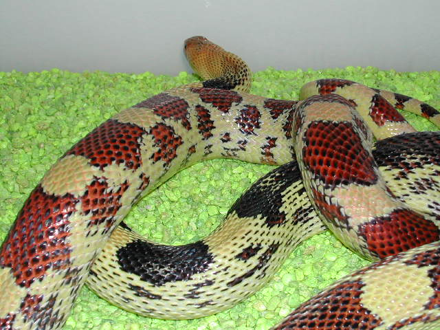 N. Mexican pine snake-female 1