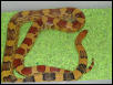 N. Mexican pine-female 2