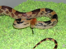 jani yearling female-2