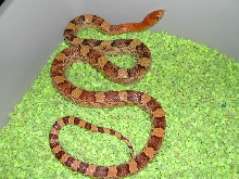 deppei jani yearling male