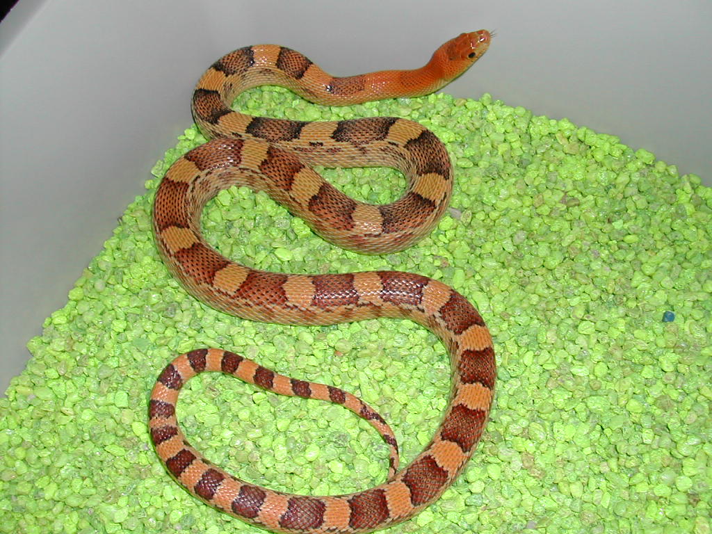 deppei jani yearling male