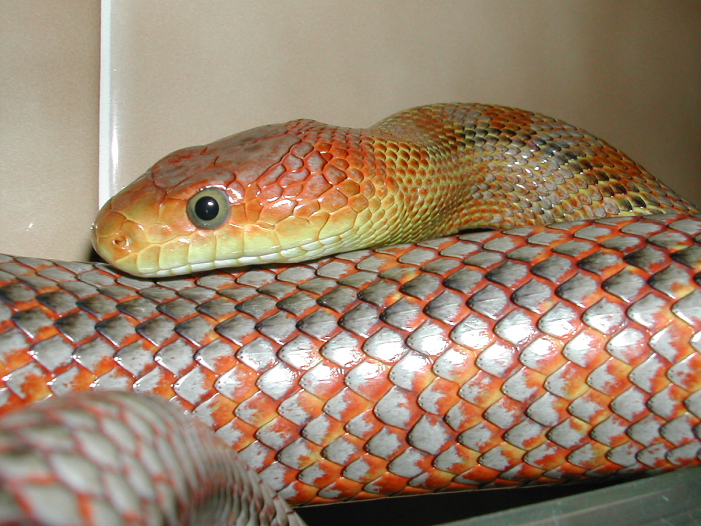 bairdi......full metal jacket
