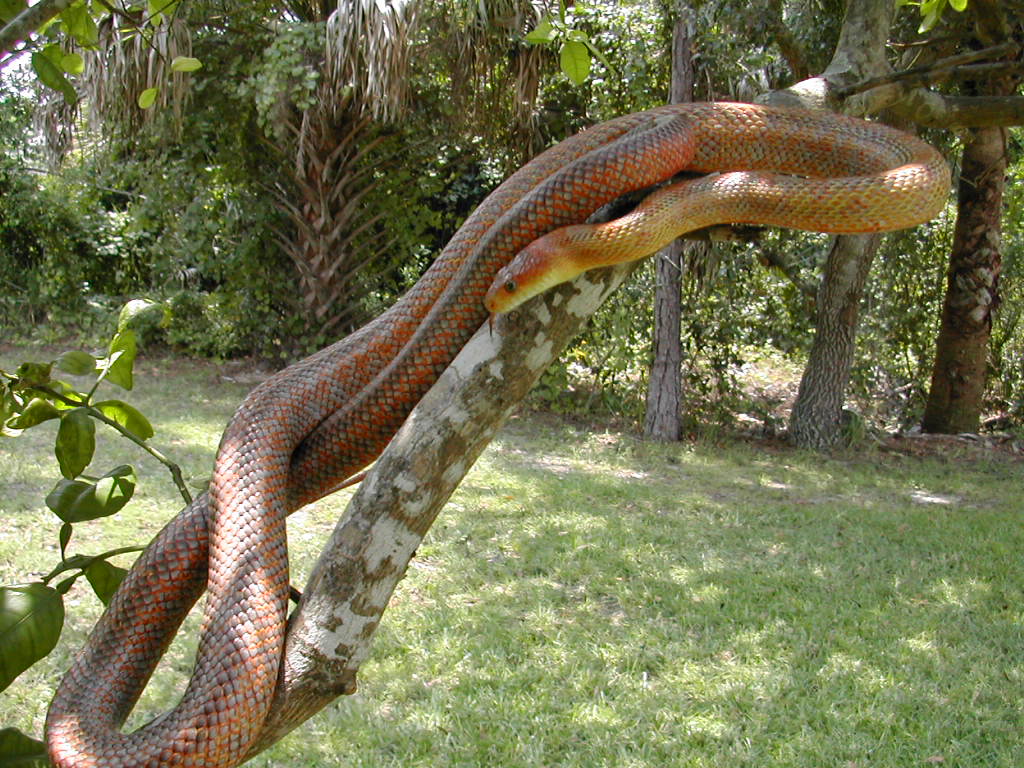 bairdi in tree