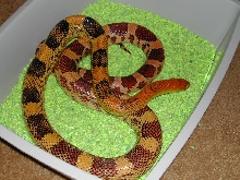 jani adult male....high orange line