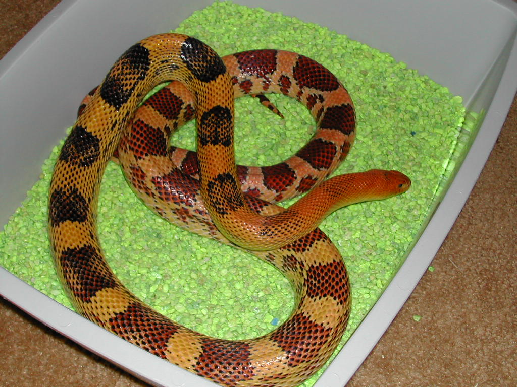 jani adult male....high orange line
