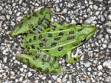 leopard frog