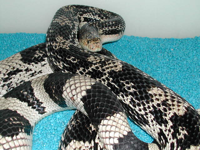 northern pine male