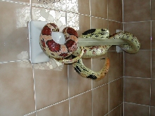 towel rack jani
