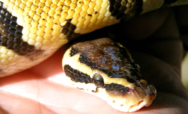 Sampson...my Pastel ball pyton