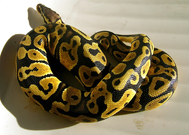 Sampson....my pastel ball python