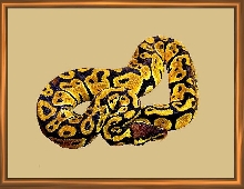 Graziani Line Pastel