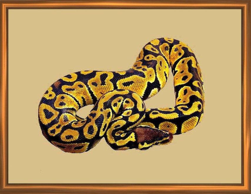 Graziani Line Pastel