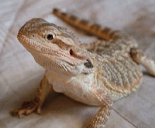 Bebe MY LIZZIE!!!!
