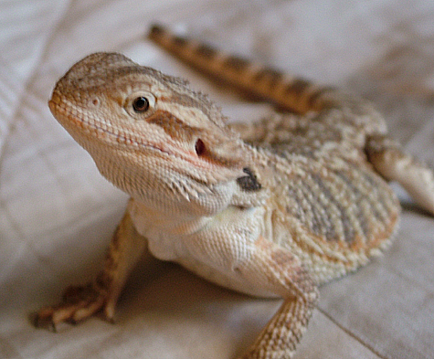 Bebe MY LIZZIE!!!!