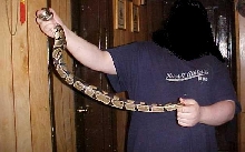 Me and my 3 1/2 foot het pied male