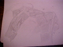 Ball Python