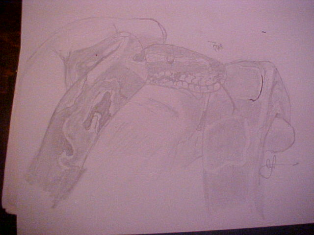 Ball Python