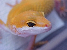 Nice Closeup