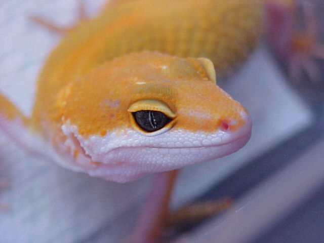 Nice Closeup