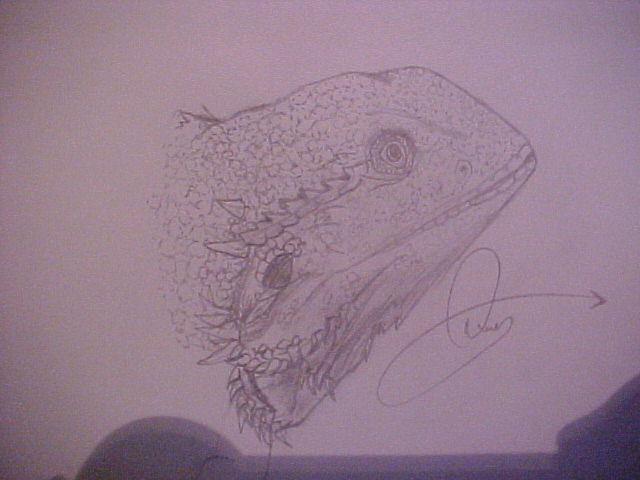 Bearded Dragon