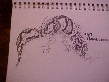 Jungle Leopard Gecko