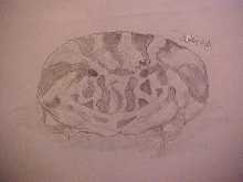 Pacman Frog