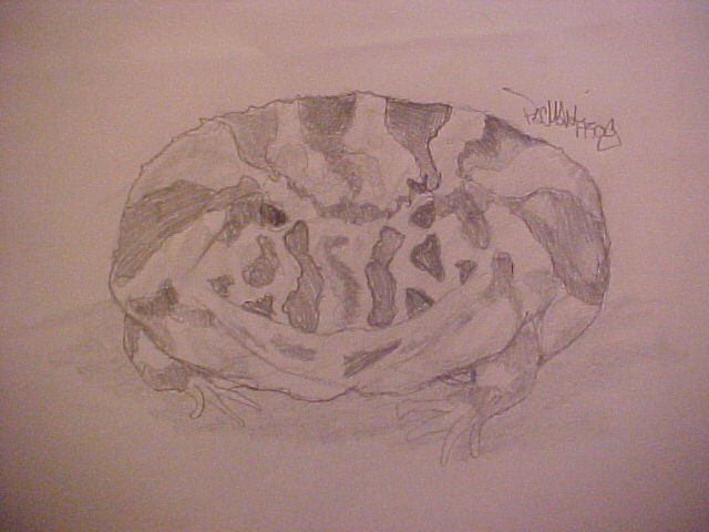 Pacman Frog