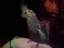 Marty