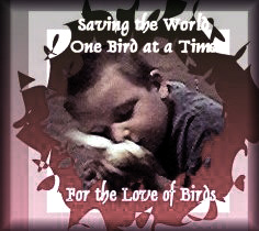 For the love of birds